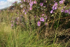 Aster-near-Eiteljorg-Museum-2-50