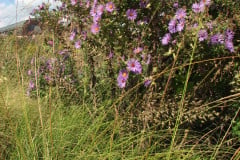Aster-near-Eiteljorg-Museum-2-51