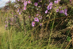 Aster-near-Eiteljorg-Museum-2-52