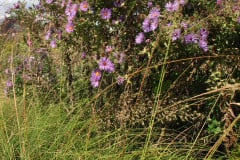 Aster-near-Eiteljorg-Museum-2-53