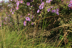 Aster-near-Eiteljorg-Museum-2-54
