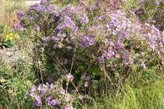 Aster-near-Eiteljorg-Museum-2-6