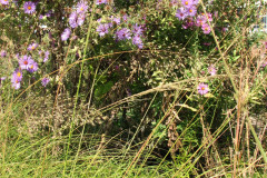 Aster-near-Eiteljorg-Museum-2-60