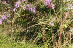 Aster-near-Eiteljorg-Museum-2-61