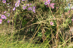 Aster-near-Eiteljorg-Museum-2-62