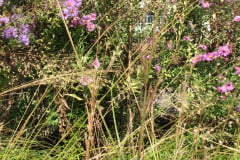 Aster-near-Eiteljorg-Museum-2-68