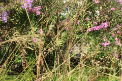 Aster-near-Eiteljorg-Museum-2-69