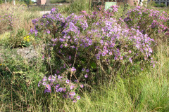 Aster-near-Eiteljorg-Museum-2-7