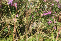 Aster-near-Eiteljorg-Museum-2-70