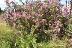 Aster-near-Eiteljorg-Museum-2-77