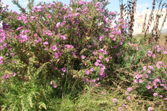 Aster-near-Eiteljorg-Museum-2-78