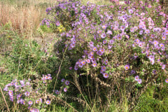 Aster-near-Eiteljorg-Museum-2-9