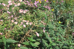 Asters-Near-Eiteljorg-Museum-12