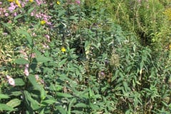 Asters-Near-Eiteljorg-Museum-19