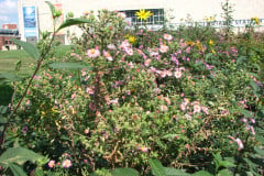Asters-Near-Eiteljorg-Museum-3