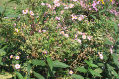 Asters-Near-Eiteljorg-Museum-5