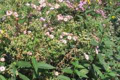 Asters-Near-Eiteljorg-Museum-7