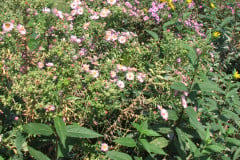 Asters-Near-Eiteljorg-Museum-8