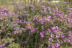 Asters-near-Eiteljorg-2