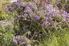 Asters-near-Eiteljorg
