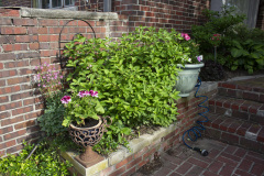 Brick-House-Plants-Susie-Burns-1-1