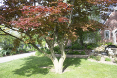 Brick-House-Plants-Susie-Burns-1-18