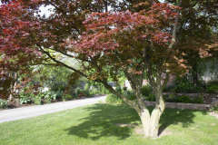 Brick-House-Plants-Susie-Burns-1-19