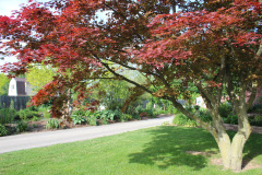 Brick-House-Plants-Susie-Burns-1-20_1