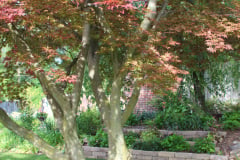 Brick-House-Plants-Susie-Burns-1-30_1
