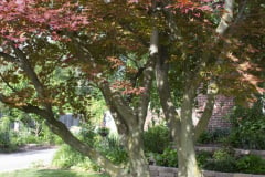 Brick-House-Plants-Susie-Burns-1-31