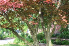 Brick-House-Plants-Susie-Burns-1-31_1