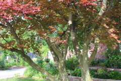 Brick-House-Plants-Susie-Burns-1-31_1