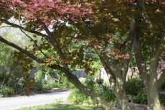 Brick-House-Plants-Susie-Burns-1-32