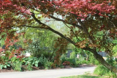 Brick-House-Plants-Susie-Burns-1-34_1