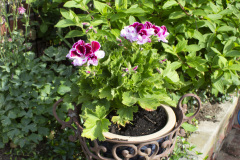 Brick-House-Plants-Susie-Burns-2-1