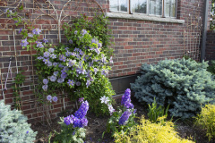 Brick-House-Plants-Susie-Burns-2-10