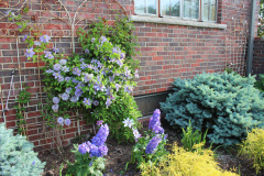 Brick-House-Plants-Susie-Burns-2-10_1