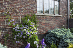 Brick-House-Plants-Susie-Burns-2-11