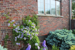 Brick-House-Plants-Susie-Burns-2-11_1