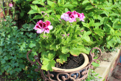 Brick-House-Plants-Susie-Burns-2-1_1