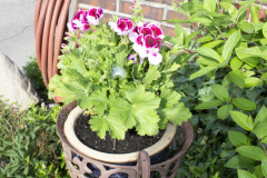 Brick-House-Plants-Susie-Burns-2-3