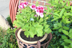 Brick-House-Plants-Susie-Burns-2-3_1