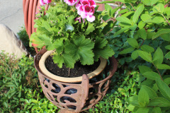 Brick-House-Plants-Susie-Burns-2-4_1