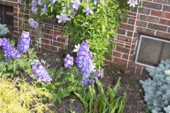 Brick-House-Plants-Susie-Burns-2-6