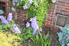 Brick-House-Plants-Susie-Burns-2-6_1