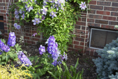 Brick-House-Plants-Susie-Burns-2-7