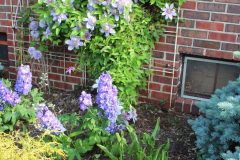 Brick-House-Plants-Susie-Burns-2-7_1