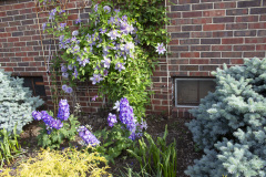 Brick-House-Plants-Susie-Burns-2-8