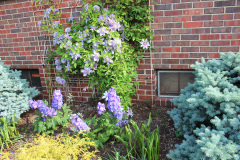 Brick-House-Plants-Susie-Burns-2-8_1