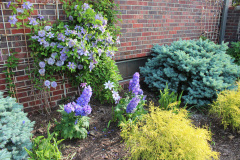 Brick-House-Plants-Susie-Burns-2-9_1